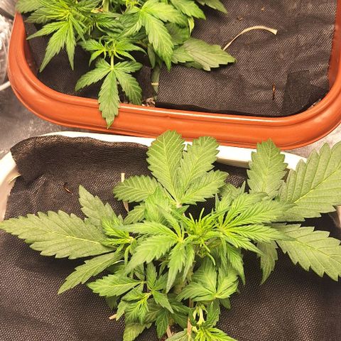 2️⃣-Fast buds Auto Marrom growlog timeline photo