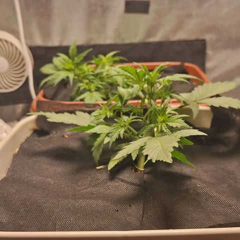 3️⃣-Fast Buds Auto Branco growlog timeline photo