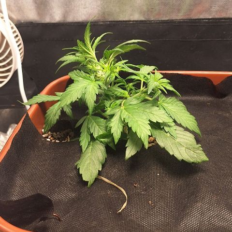 2️⃣-Fast buds Auto Marrom growlog timeline photo