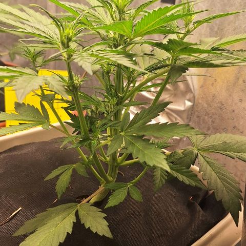 3️⃣-Fast Buds Auto Branco growlog timeline photo