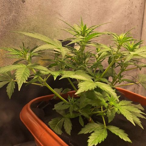 2️⃣-Fast buds Auto Marrom growlog timeline photo