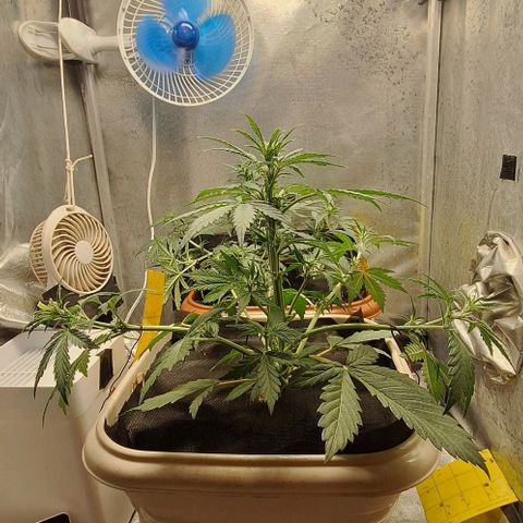 3️⃣-Fast Buds Auto Branco growlog timeline photo