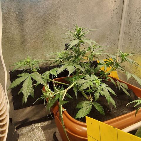 2️⃣-Fast buds Auto Marrom growlog timeline photo