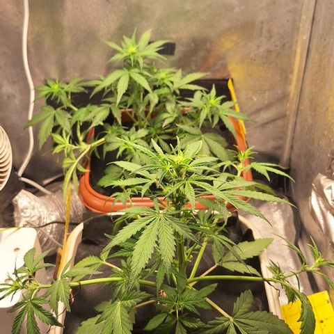 3️⃣-Fast Buds Auto Branco growlog timeline photo