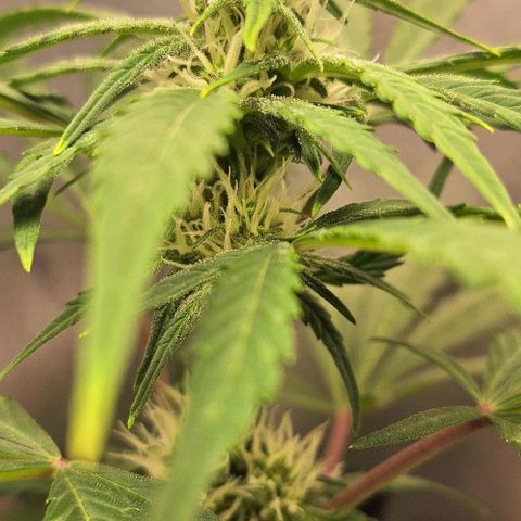 3️⃣-Fast Buds Auto Branco growlog timeline photo