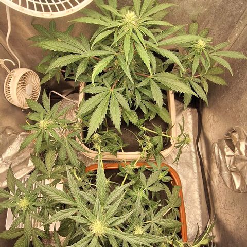 3️⃣-Fast Buds Auto Branco growlog timeline photo