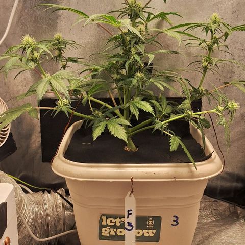 3️⃣-Fast Buds Auto Branco growlog timeline photo