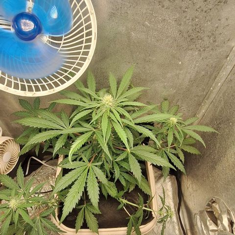 3️⃣-Fast Buds Auto Branco growlog timeline photo