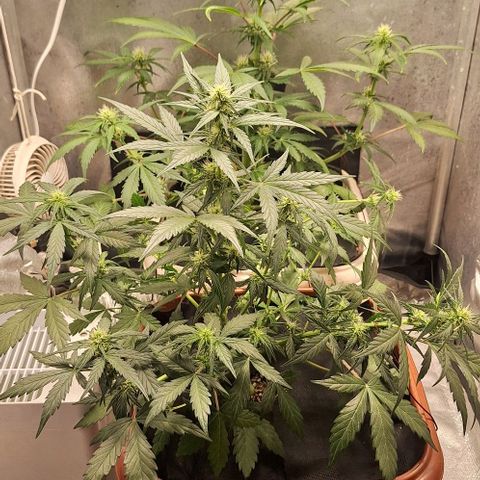 2️⃣-Fast buds Auto Marrom growlog timeline photo
