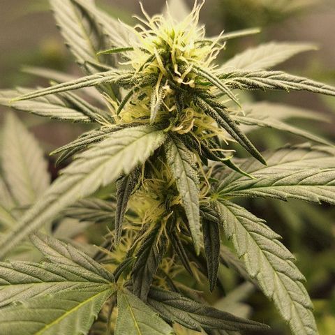 2️⃣-Fast buds Auto Marrom growlog timeline photo