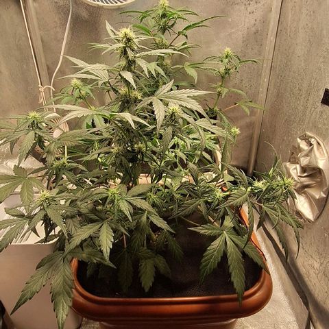 2️⃣-Fast buds Auto Marrom growlog timeline photo