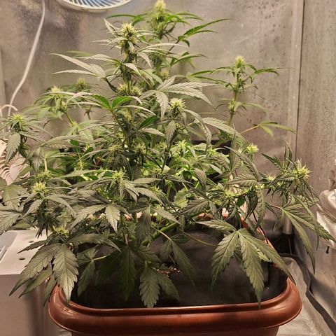 2️⃣-Fast buds Auto Marrom growlog timeline photo