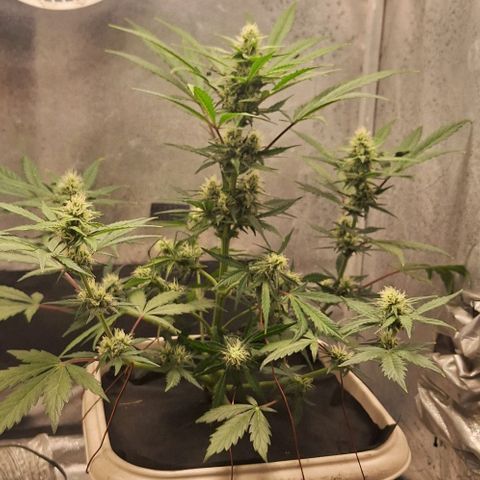 3️⃣-Fast Buds Auto Branco growlog timeline photo