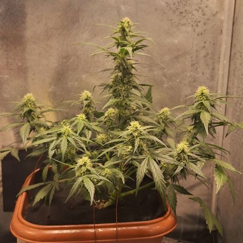 2️⃣-Fast buds Auto Marrom growlog timeline photo