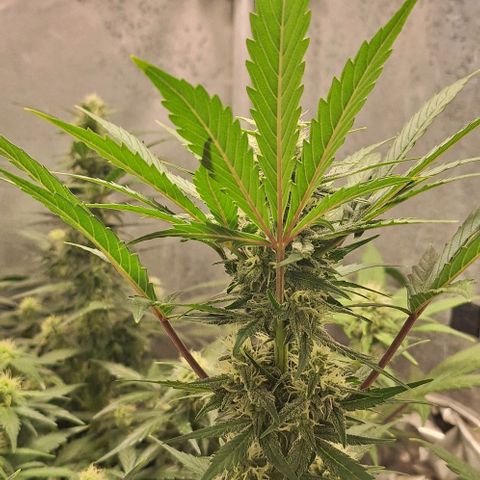 3️⃣-Fast Buds Auto Branco growlog timeline photo