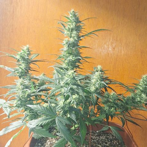 2️⃣-Fast buds Auto Marrom growlog timeline photo