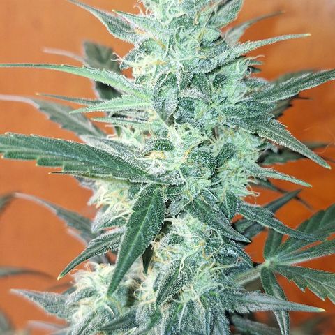 2️⃣-Fast buds Auto Marrom growlog timeline photo