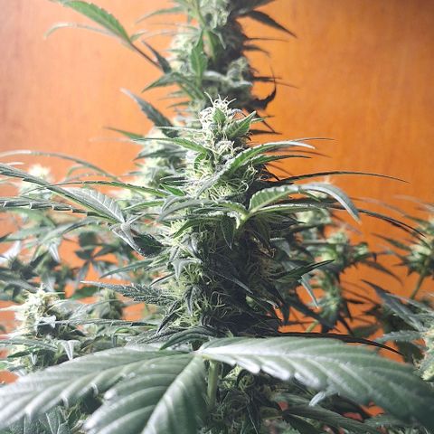 2️⃣-Fast buds Auto Marrom growlog timeline photo