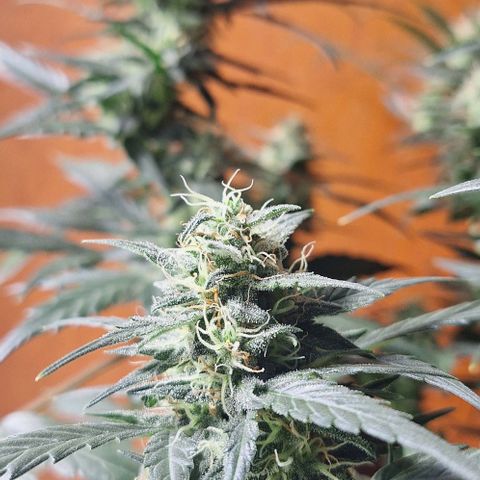 2️⃣-Fast buds Auto Marrom growlog timeline photo