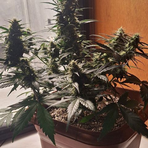2️⃣-Fast buds Auto Marrom growlog timeline photo