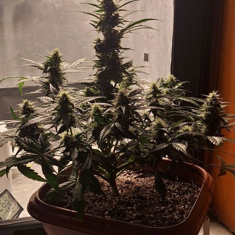 2️⃣-Fast buds Auto Marrom growlog timeline photo