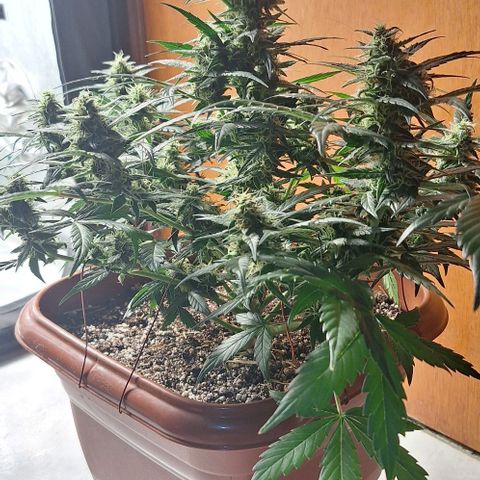 2️⃣-Fast buds Auto Marrom growlog timeline photo