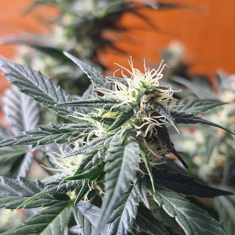 2️⃣-Fast buds Auto Marrom growlog timeline photo