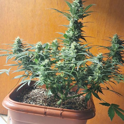 2️⃣-Fast buds Auto Marrom growlog timeline photo