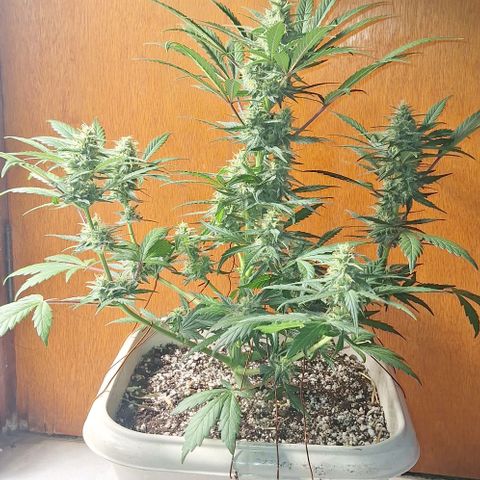 3️⃣-Fast Buds Auto Branco growlog timeline photo