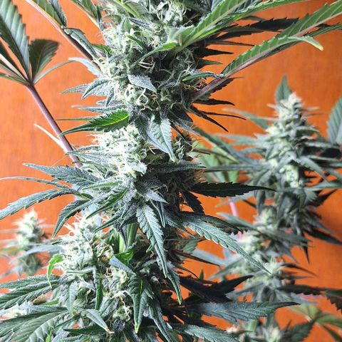 3️⃣-Fast Buds Auto Branco growlog timeline photo