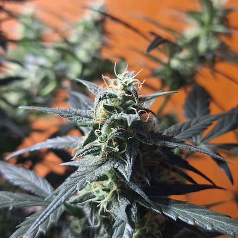 2️⃣-Fast buds Auto Marrom growlog timeline photo
