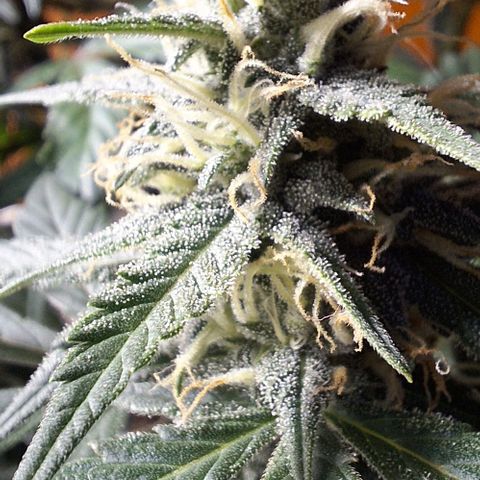 3️⃣-Fast Buds Auto Branco growlog timeline photo