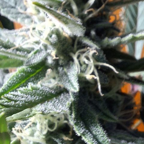 3️⃣-Fast Buds Auto Branco growlog timeline photo