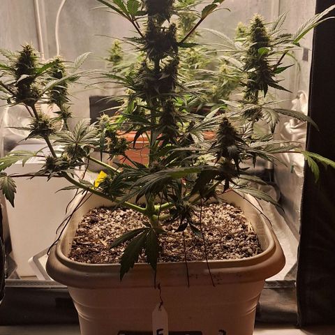 3️⃣-Fast Buds Auto Branco growlog timeline photo