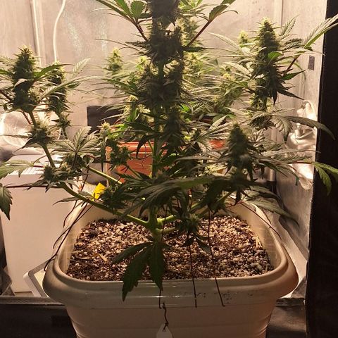 3️⃣-Fast Buds Auto Branco growlog timeline photo