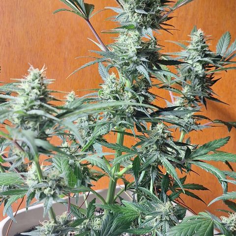 3️⃣-Fast Buds Auto Branco growlog timeline photo