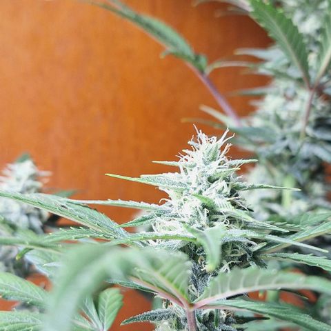 3️⃣-Fast Buds Auto Branco growlog timeline photo