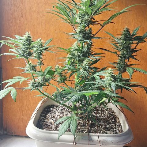 3️⃣-Fast Buds Auto Branco growlog timeline photo
