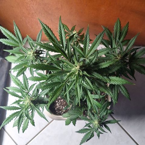 3️⃣-Fast Buds Auto Branco growlog timeline photo