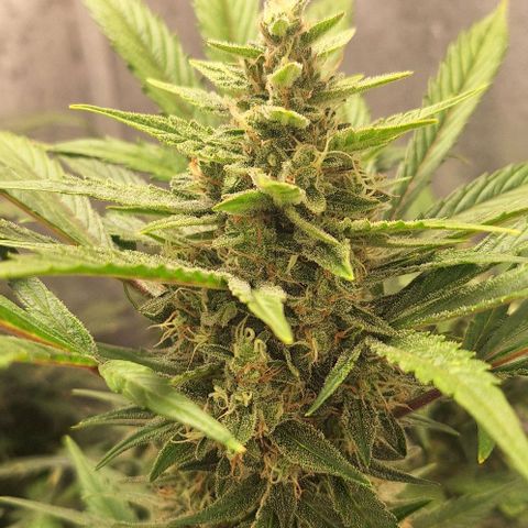 3️⃣-Fast Buds Auto Branco growlog timeline photo