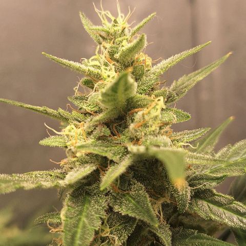 2️⃣-Fast buds Auto Marrom growlog timeline photo