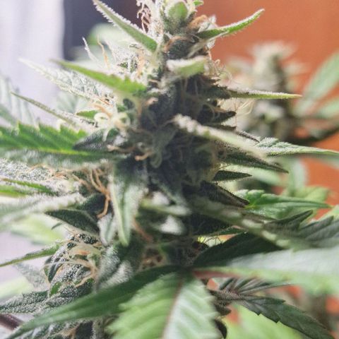 3️⃣-Fast Buds Auto Branco growlog timeline photo
