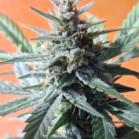 3️⃣-Fast Buds Auto Branco growlog timeline photo