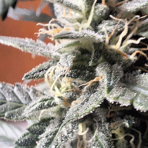 2️⃣-Fast buds Auto Marrom growlog timeline photo