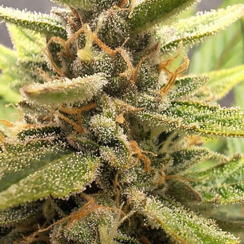 3️⃣-Fast Buds Auto Branco growlog timeline photo
