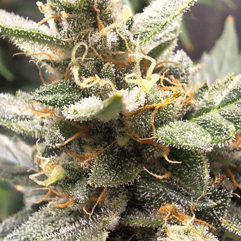 2️⃣-Fast buds Auto Marrom growlog timeline photo