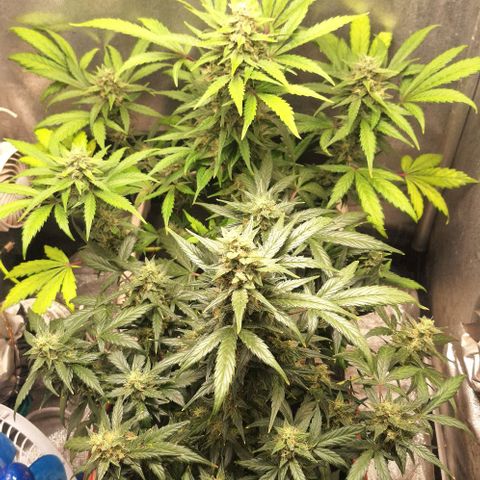 2️⃣-Fast buds Auto Marrom growlog timeline photo