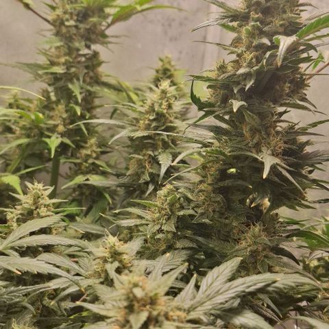 2️⃣-Fast buds Auto Marrom growlog timeline photo