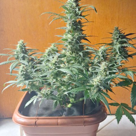 2️⃣-Fast buds Auto Marrom growlog timeline photo