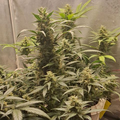 3️⃣-Fast Buds Auto Branco growlog timeline photo